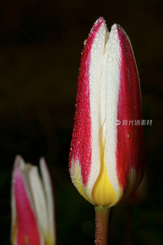 单朵郁金香与雨滴特写，加拿大