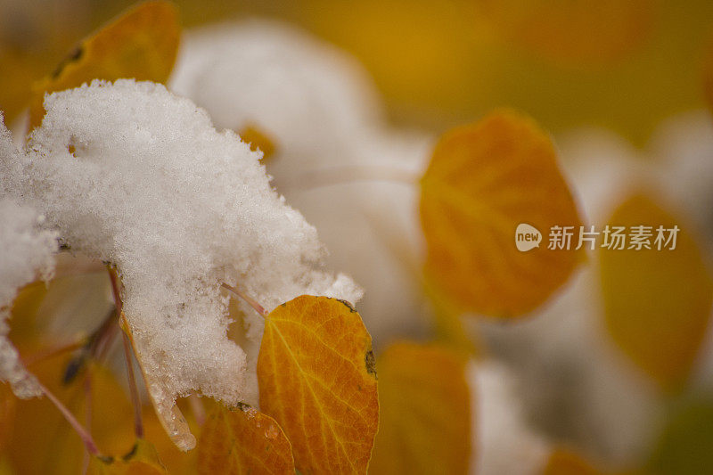 秋雪白杨