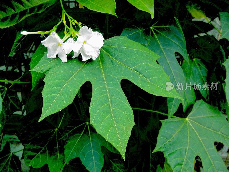 美丽的白色披肩茉莉花在树枝上