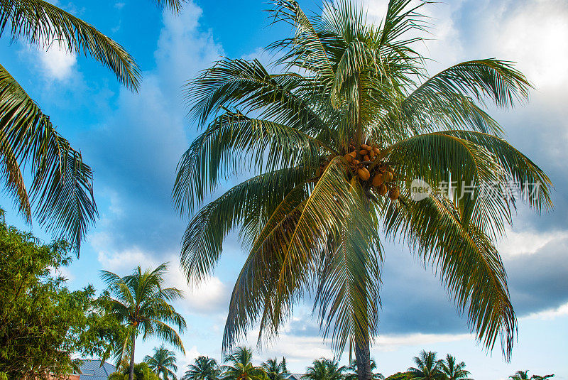 大开曼岛棕榈椰子树
