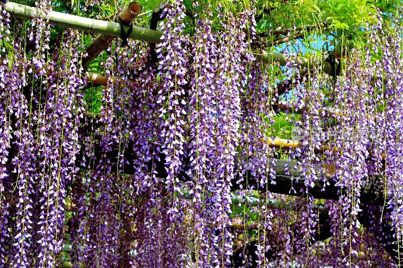 日本紫藤花