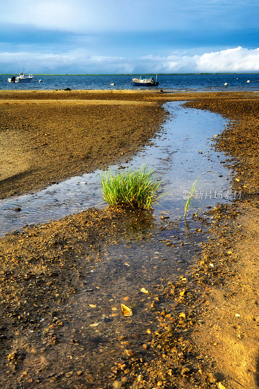 夏天的场景，低潮，海滩上的入口流，在海岸线，科德角，新英格兰，美国