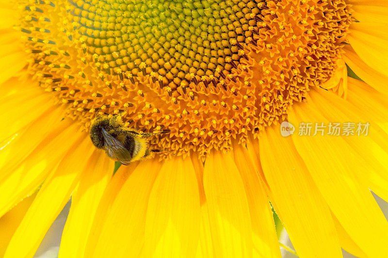 向日葵和蜜蜂的特写。