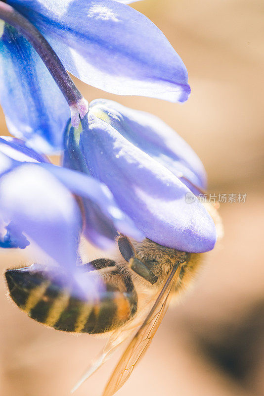 从蓝色花朵中采蜜的蜜蜂