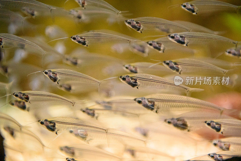 水族箱中的观赏鱼群