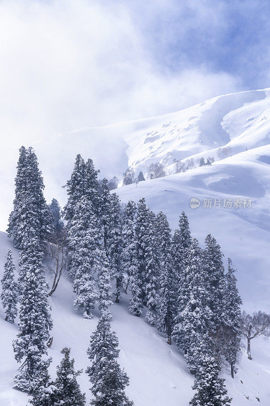 雪山松树的美景。