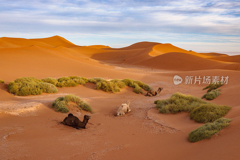 骆驼在撒哈拉沙漠的夕阳下休息，早晨，米哈米德，摩洛哥，北非