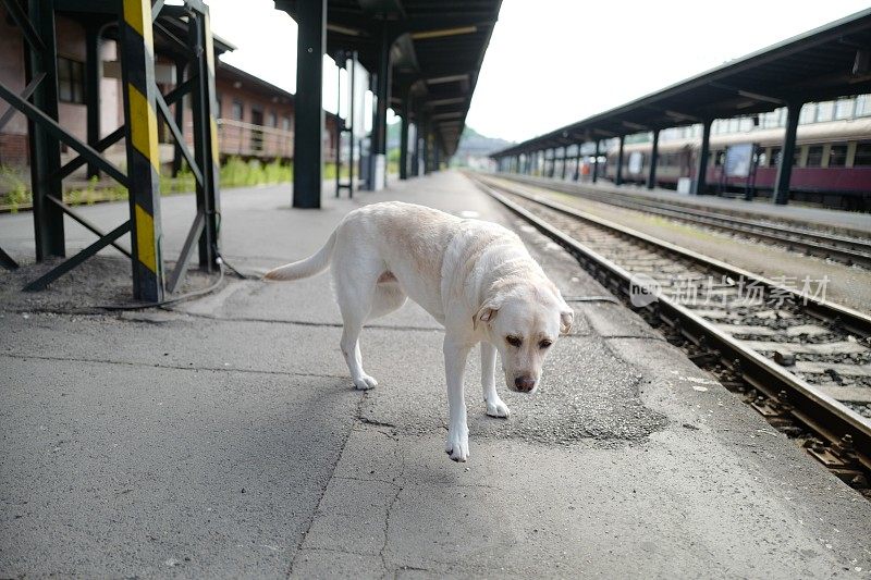 拉布拉多寻回犬