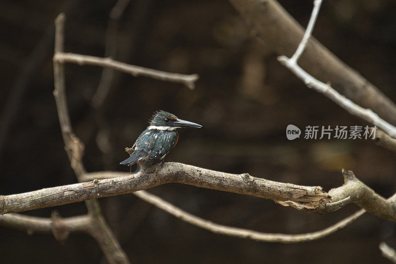 亚马逊翠鸟