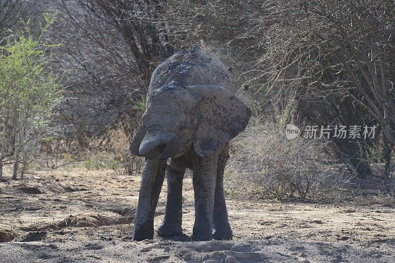 大象――纳米比亚