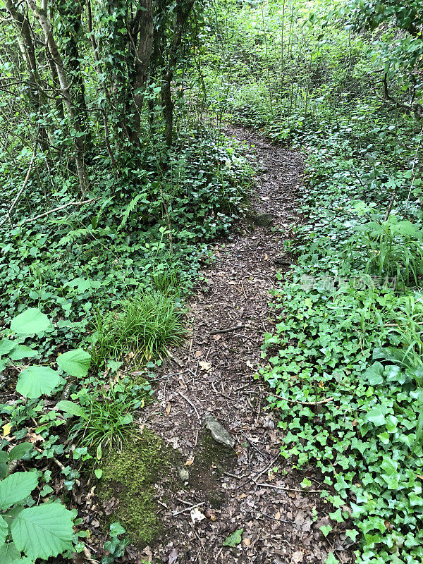 在春天的阳光下，阴凉的英国乡村小路林地隧道，山毛榉树(Fagus)，泥泞的小路，野花，被常春藤叶子覆盖的地面