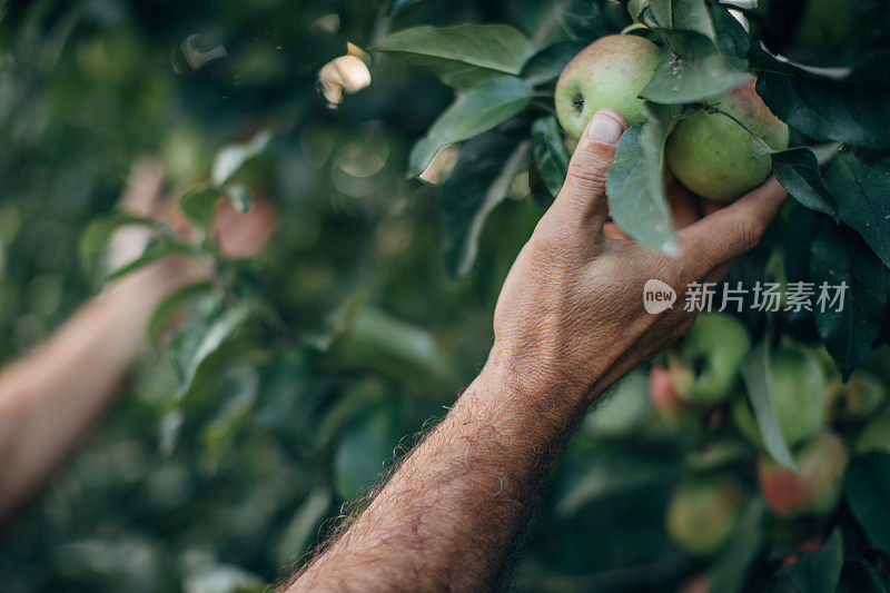 农夫的手摘了一个苹果