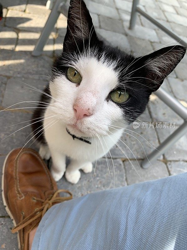 黑猫和白猫抬头，侧耳倾听