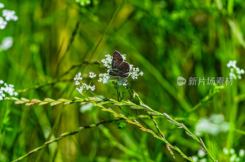 一朵花上的长翅蝴蝶