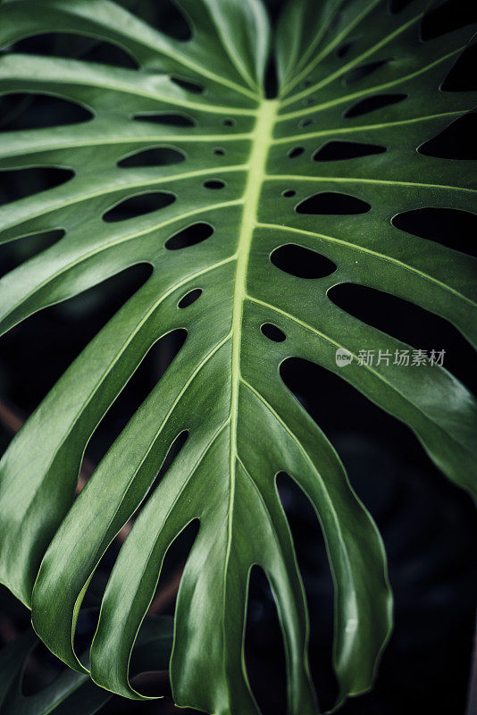 植物蓬莱蕉