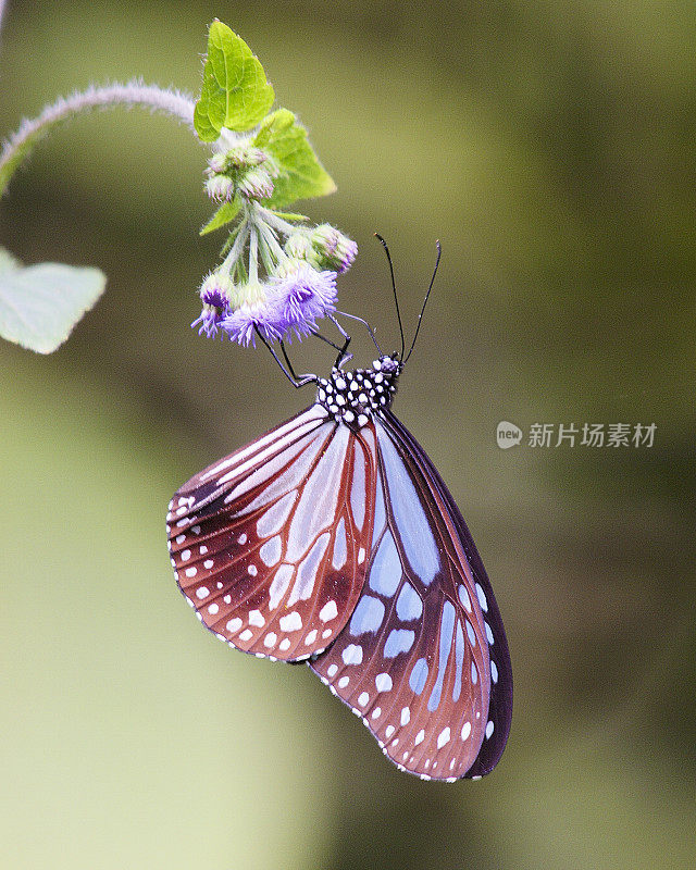 马来西亚热带雨林中的一只深色玻璃虎斑蝶