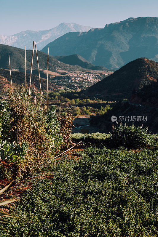 摩洛哥薄荷园