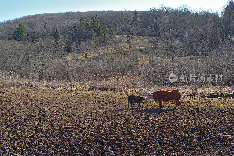 奶牛和小牛在泥泞的牧场上