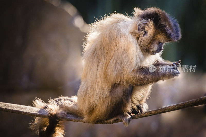 僧帽猴，坐在树枝上，看手机!巴西潘塔纳