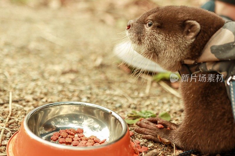 小水獭作为宠物