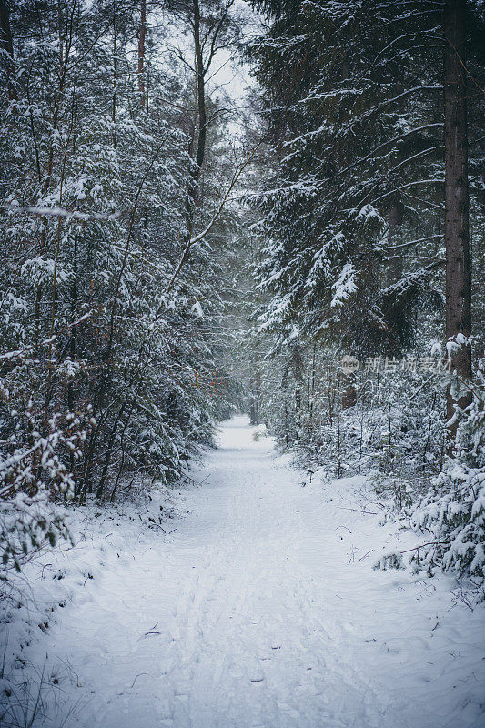 在一个刚刚下过雪的寒冷冬日里，在一片白雪覆盖的松树林中的小路上