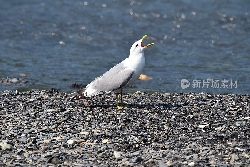 迪纳利NP萨维奇河的鸥叫声