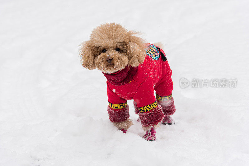 雪天里，泰迪狗穿着中国的衣服和鞋子在雪地里玩耍