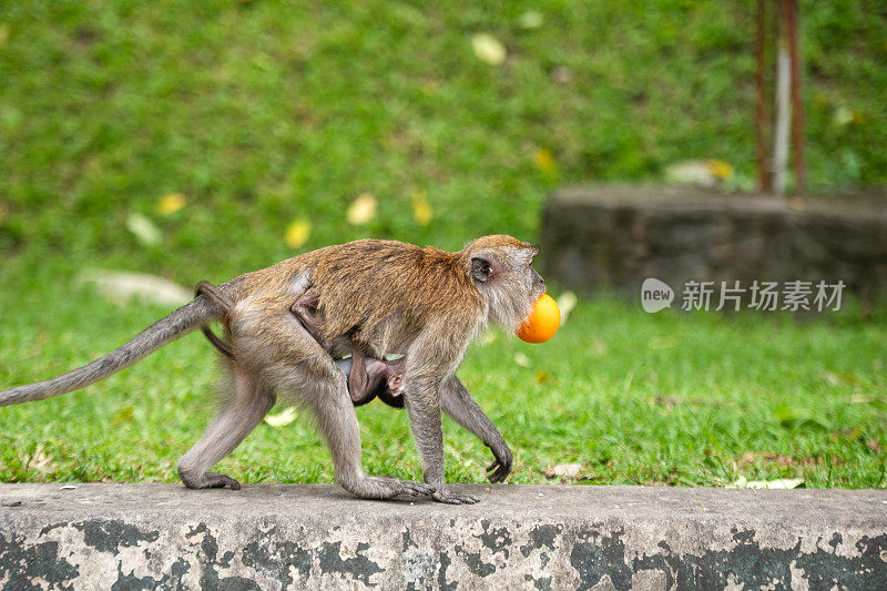 猴子妈妈和孩子吃橘子，马来西亚