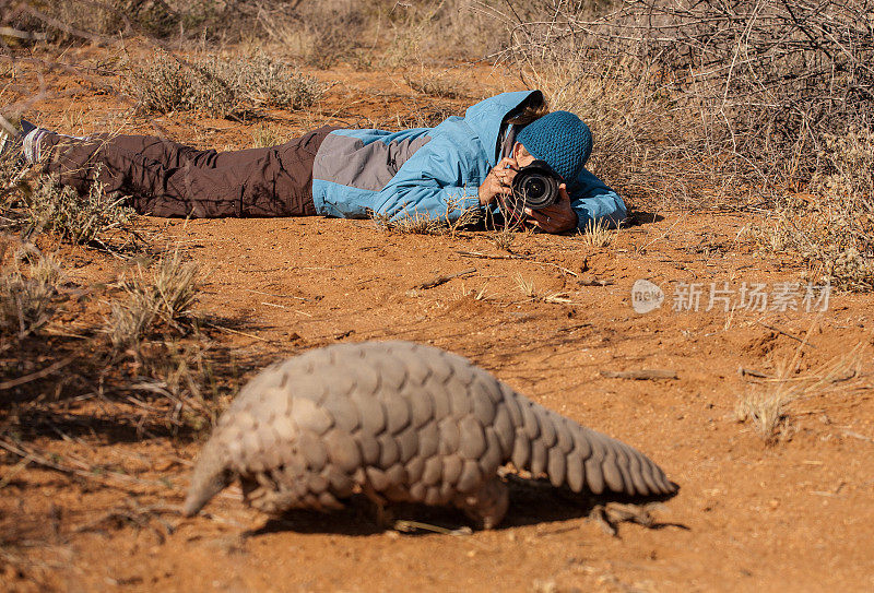 一位野生动物摄影师正在给穿山甲拍照。