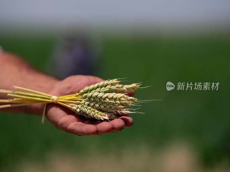 正在成熟的小麦和黑麦