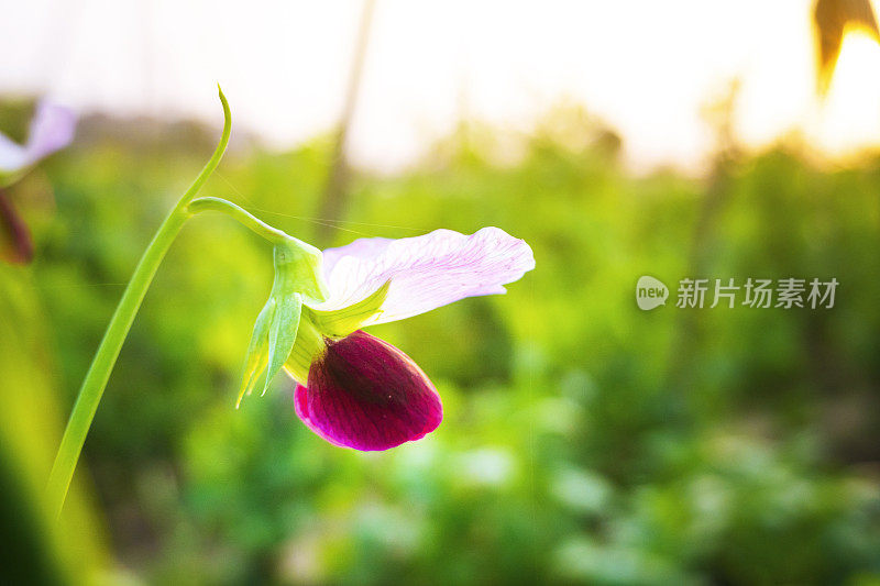 在春天的阳光下，紫色的豌豆花在农田里