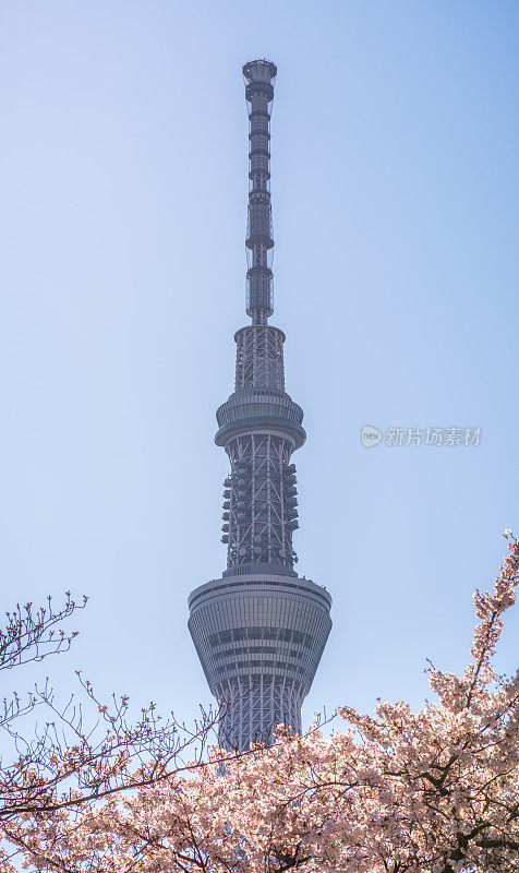 东京的天空树建筑上有樱花