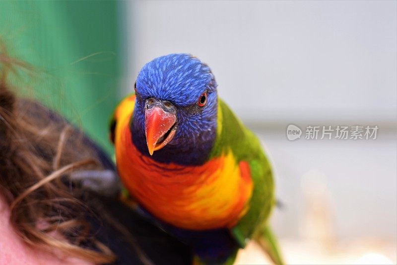 澳大利亚彩虹鹦鹉鸟