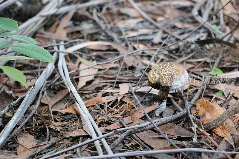 森林地面上的棕色和白色蘑菇