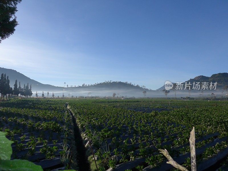 迷雾山和火山景观在爪哇印度尼西亚亚洲