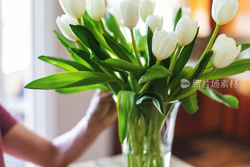 成熟女性的手，在美丽的背景下，将一束白色郁金香插在玻璃花瓶里