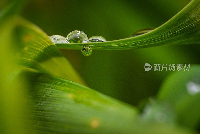 清晨小雨过后，水滴在绿叶上