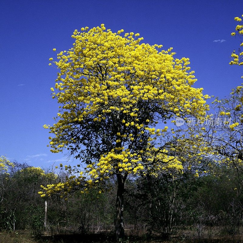 热带树上的黄色花朵