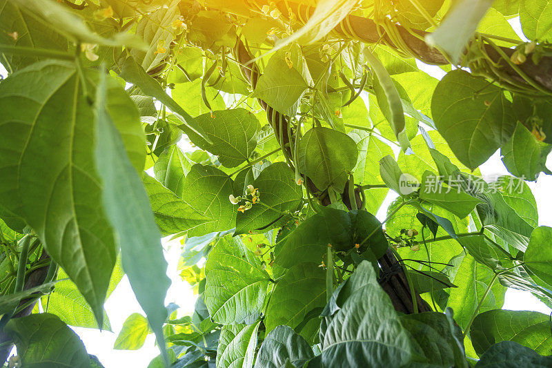 菜豆夏季在农田中生长