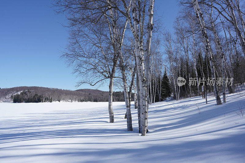 松树和冷杉林在冬天的时候有一层厚厚的雪