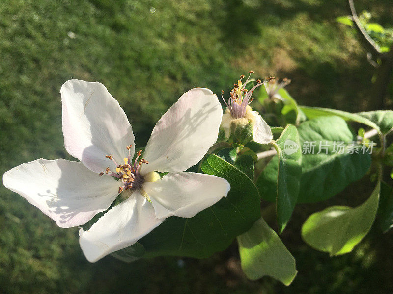 水果花