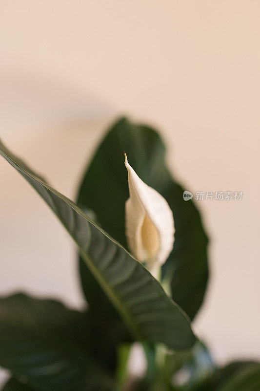 和平百合“Spathiphyllum”室内植物