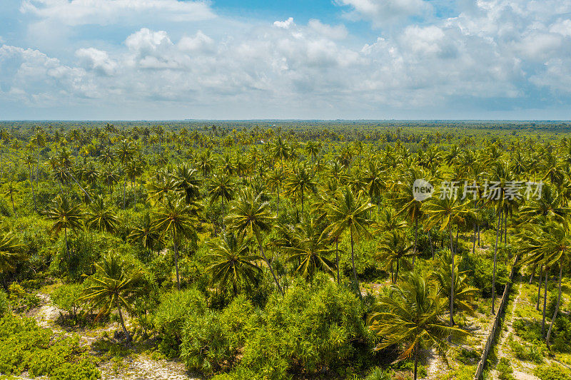 鸟瞰图郁郁葱葱的棕榈树森林，桑给巴尔，坦桑尼亚