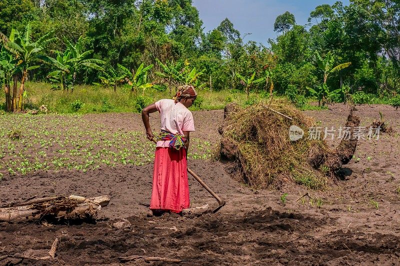 一名努力为种植蔬菜准备花园土壤的非洲妇女。