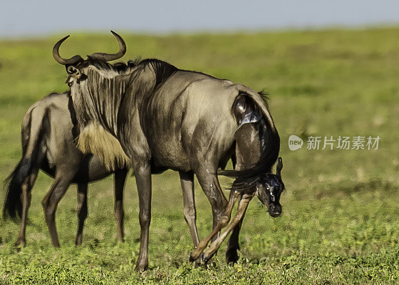 东非坦桑尼亚塞伦盖蒂国家公园，角马的产仔