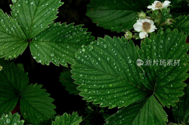 花的背景与绿色的草莓叶和水滴。