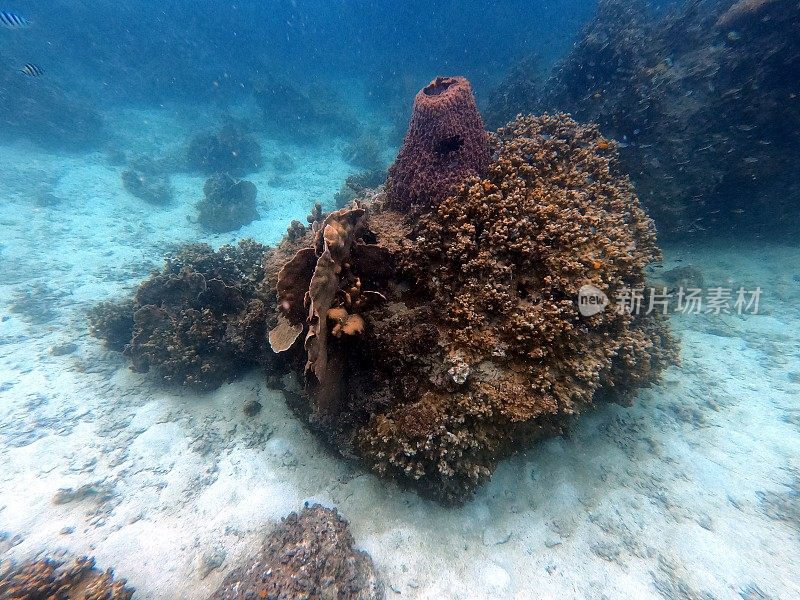 泰国古道海洋生物