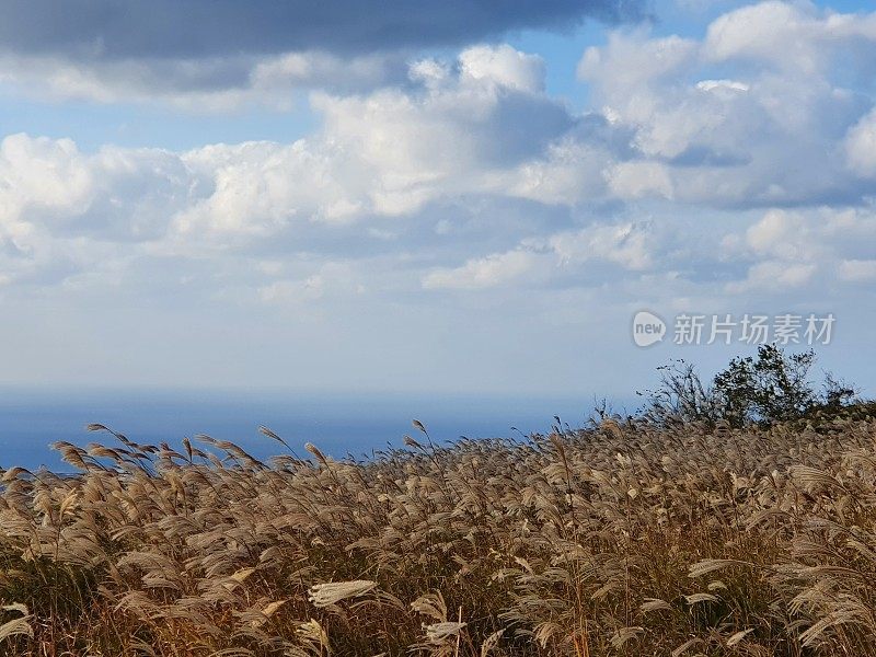 韩国济州岛的秋季景观