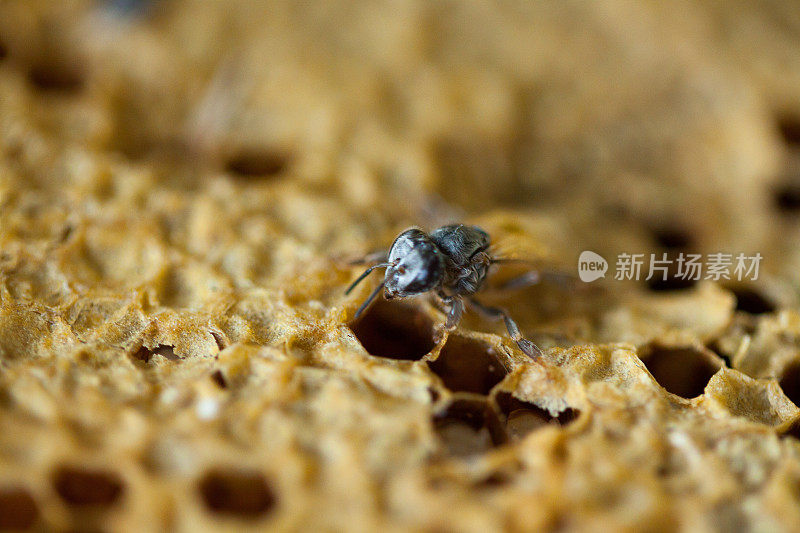 在蜂巢上的泰国蜜蜂