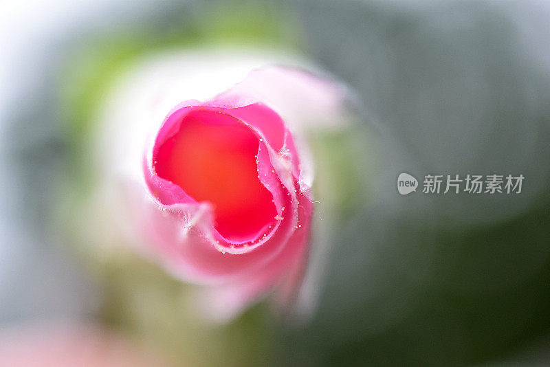 芙蓉花从上到下开花